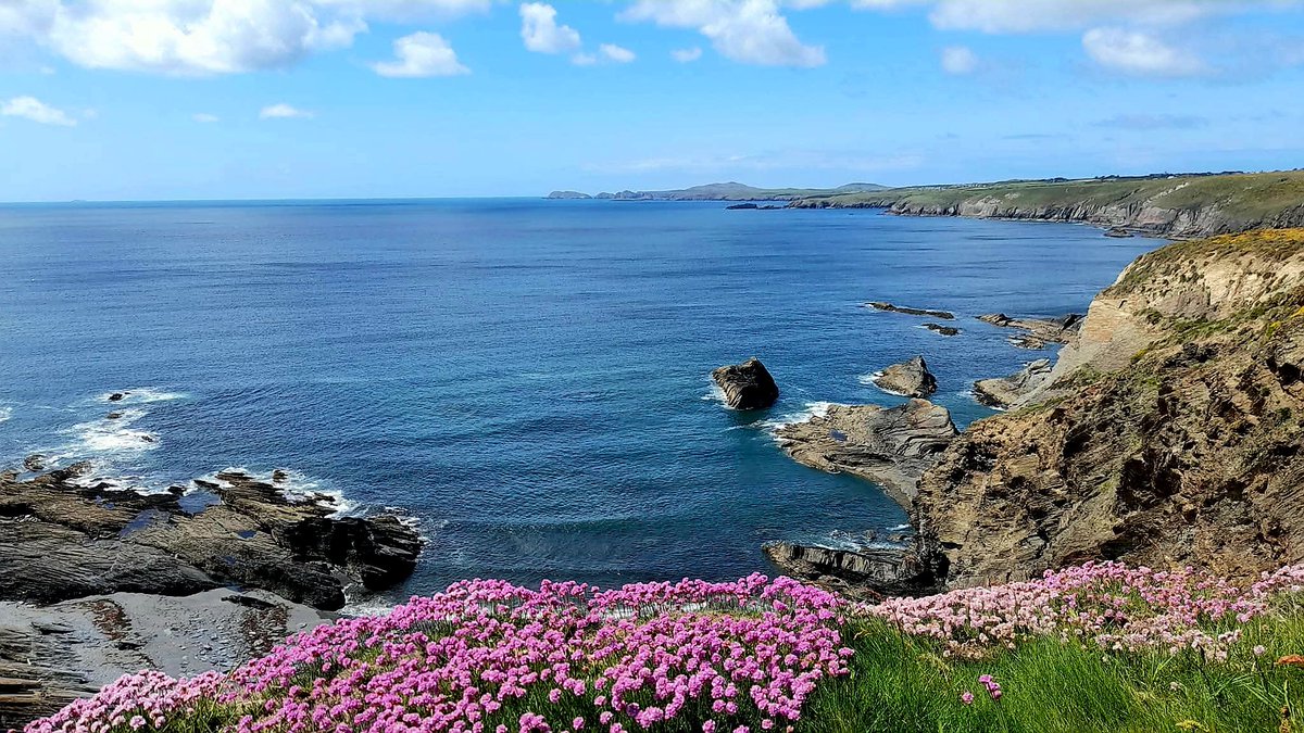 cbarterdavies's tweet photo. More sea pinks on the coastpath 🌸🌿🌤 #Solva #Pembrokeshire #Thrift 🏴󠁧󠁢󠁷󠁬󠁳󠁿 https://t.co/hN0jo2a6VD