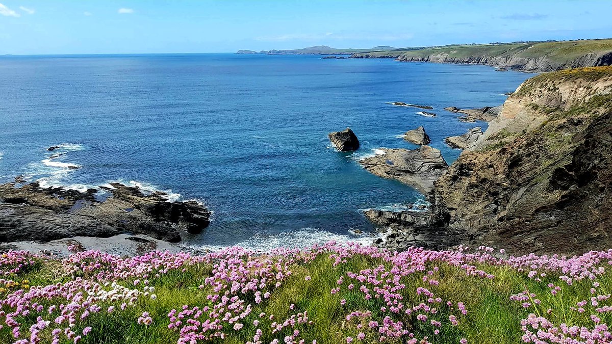 cbarterdavies's tweet photo. More sea pinks on the coastpath 🌸🌿🌤 #Solva #Pembrokeshire #Thrift 🏴󠁧󠁢󠁷󠁬󠁳󠁿 https://t.co/hN0jo2a6VD