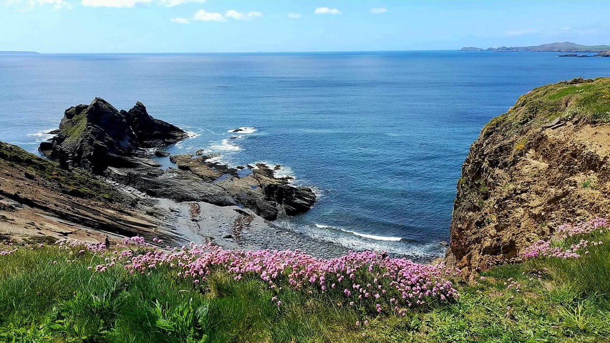 cbarterdavies's tweet photo. More sea pinks on the coastpath 🌸🌿🌤 #Solva #Pembrokeshire #Thrift 🏴󠁧󠁢󠁷󠁬󠁳󠁿 https://t.co/hN0jo2a6VD