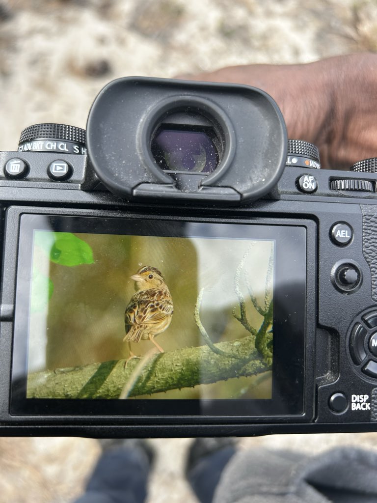 birds101 tweet media