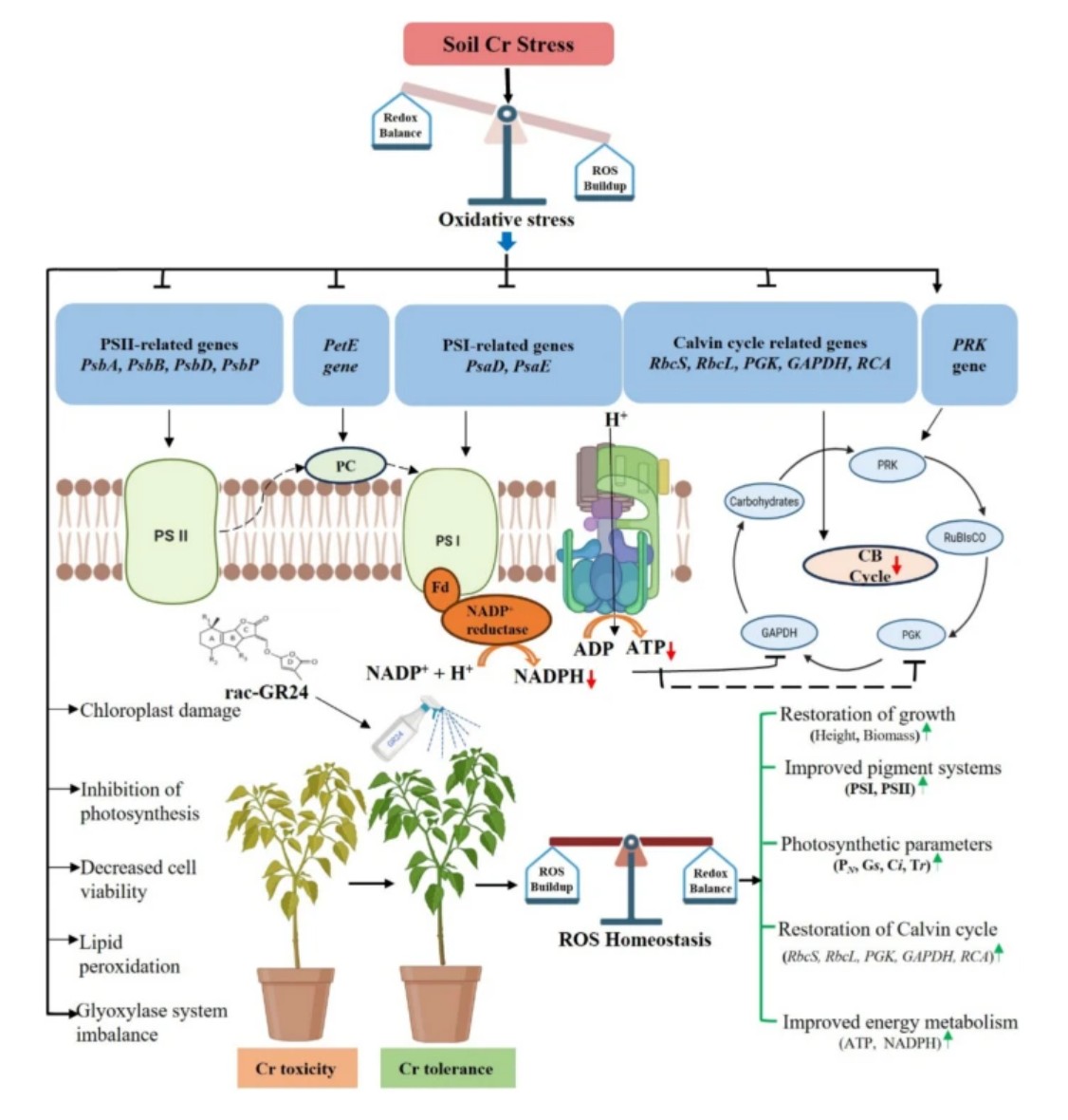 Plant Cell Reports tweet media
