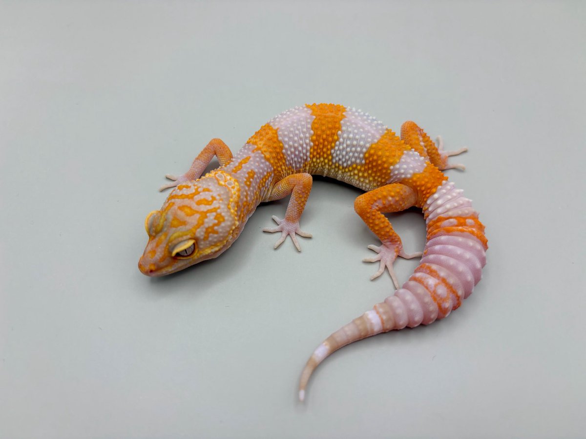 Blizzard Gecko🦎 tweet media