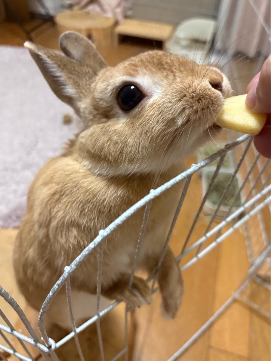 ごま🐰(飼い主:あるじ) tweet media