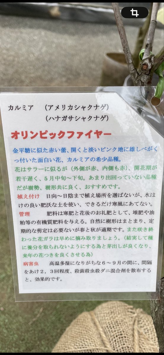 ultra2896's tweet photo. @yamasibonKIWA 「オリンピックファイヤー」という品種です。最初は鉢に入れていましたが元気がなくなり、地植えにしました。 https://t.co/aQWpEaVUGd