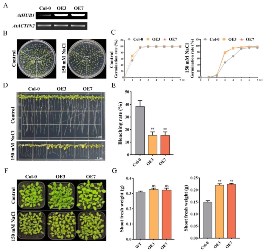 Plant Cell Reports tweet media