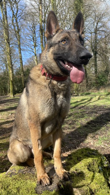 German Shepherd Rescue Elite ( GSRE ) tweet media
