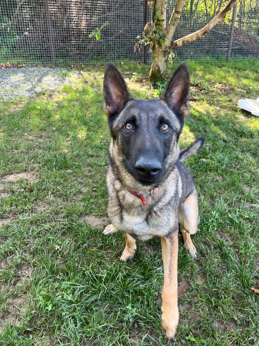 German Shepherd Rescue Elite ( GSRE ) tweet media