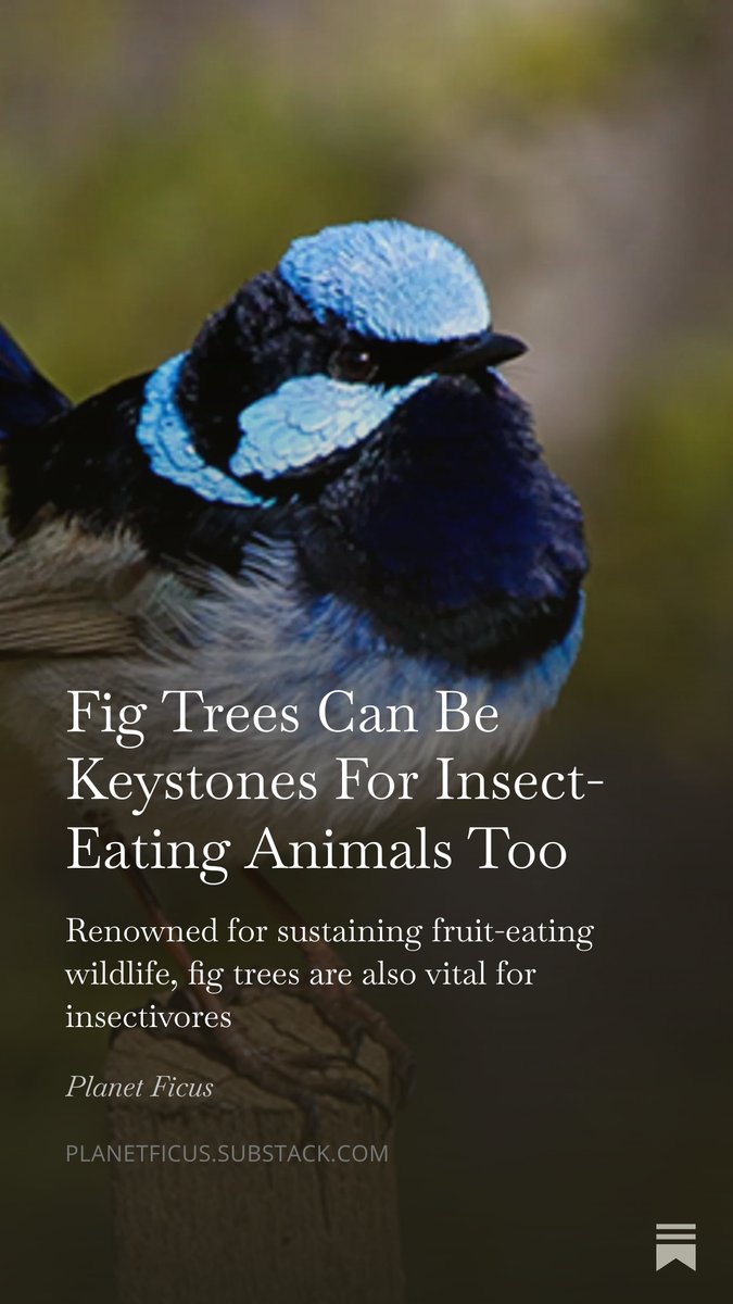 shanahanmike's tweet photo. Fig trees are renowned for supporting hundreds of species of fruit-eating animals but they are also vital to many insectivores too. Read about it here in my latest dispatch from Planet Ficus:  https://t.co/frs81FGLzN https://t.co/Swb2BSYTZX