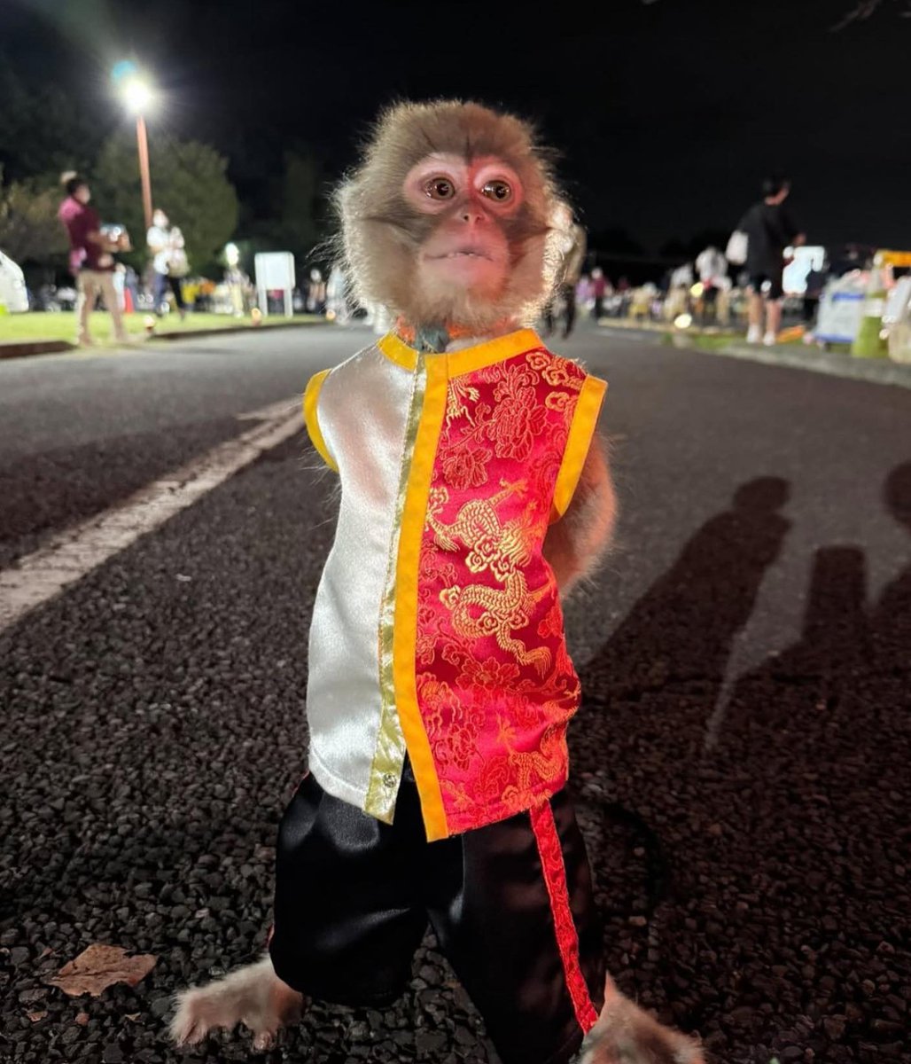 Monkey tweet media