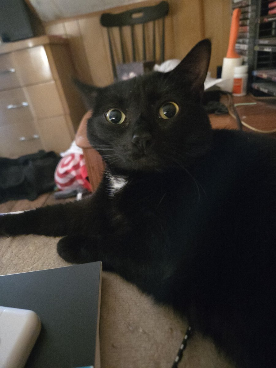 GPParmageddon's tweet photo. Confused princess is confused https://t.co/66ePnSdCrm