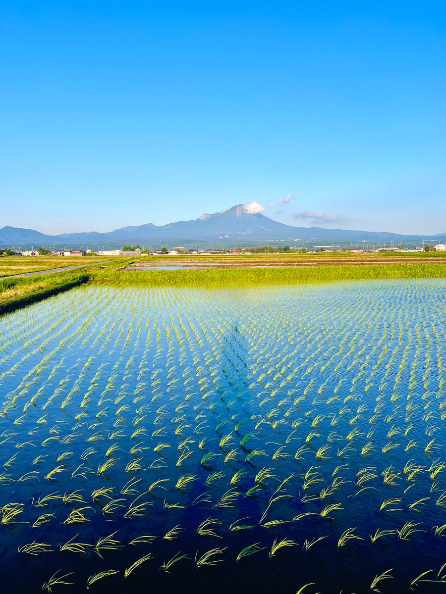 sanin_kirari's tweet photo. 田植えがはじまった吾輩の故郷、今日の大山夕景です。 https://t.co/TZuSDEx25x