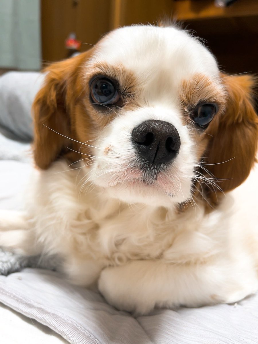 ゆり🐶飼い主(妻) tweet media