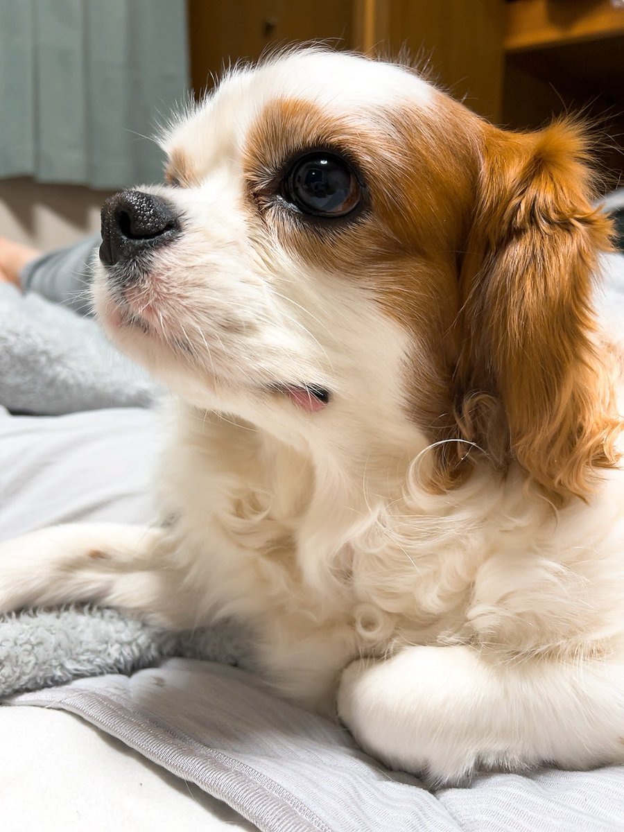 ゆり🐶飼い主(妻) tweet media