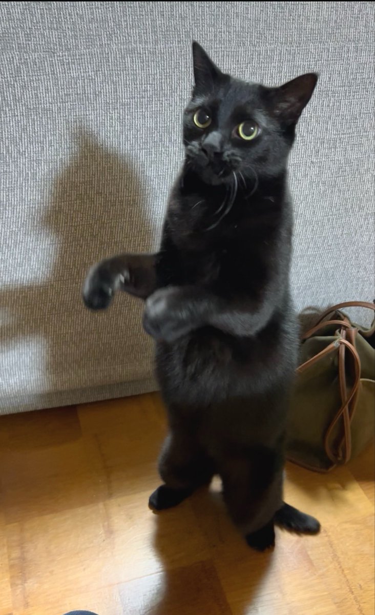 DOSANKO-CATS🐾 tweet media