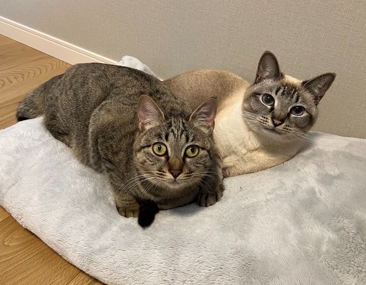 昼休みのねこ (@_roro_cat_) / Posts / X