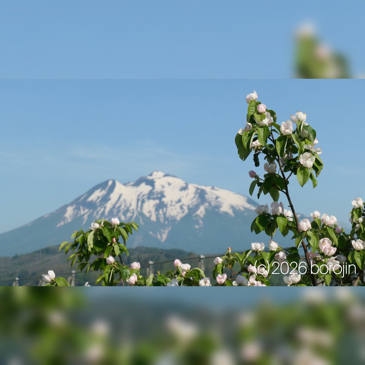 borojin's tweet photo. 【ぼろばん】林檎の花残る〜(青森県)
林檎の花は終わりかと思っていたが、それなりに残っていた。
午後から浪岡の和の湯で茶色の湯に癒やされ龍飛岬目指し北上。小泊の町を過ぎると目の前に海が広がった。こりゃ夕陽はここだなって事で、道の駅こどまりをお借りします。 https://t.co/FXwPTlDpCt
