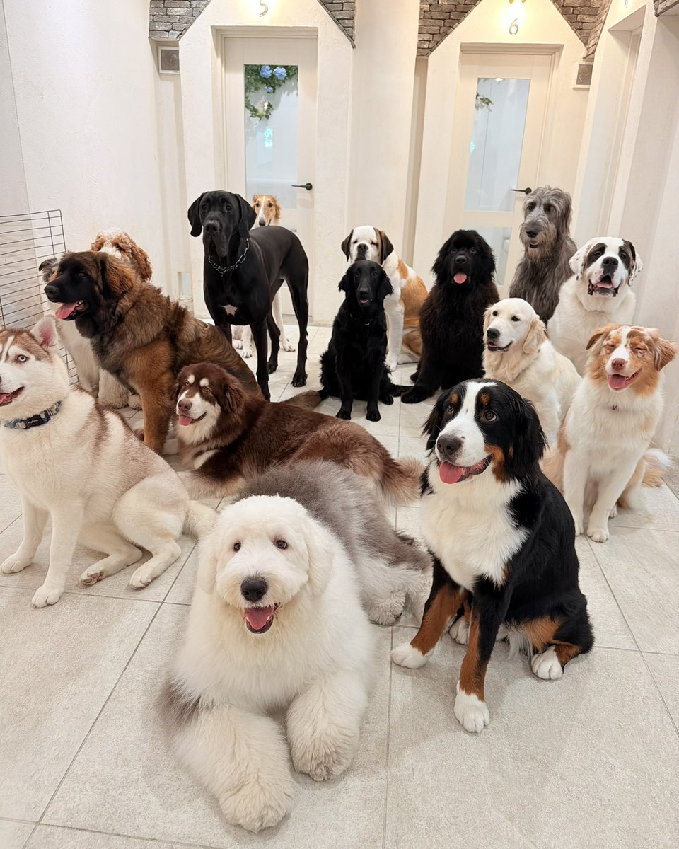 犬席屋 tweet media