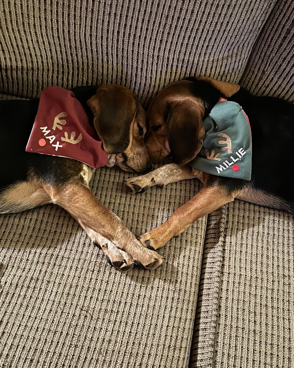 Beagle Facts tweet media