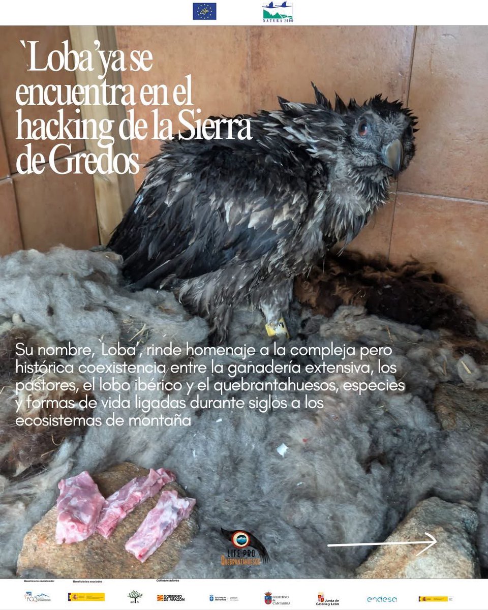 Proyecto LIFE Pro Quebrantahuesos tweet media