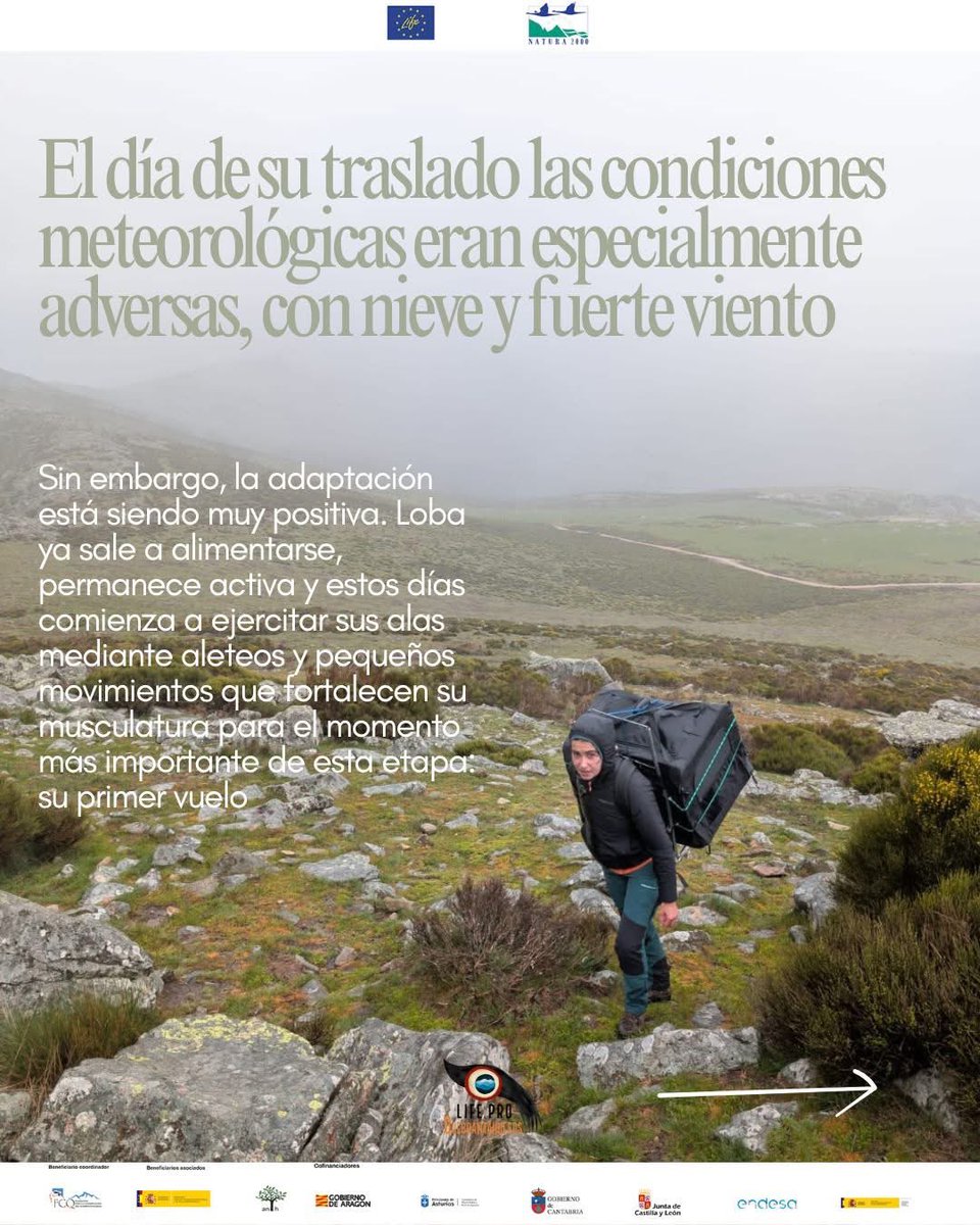 Proyecto LIFE Pro Quebrantahuesos tweet media