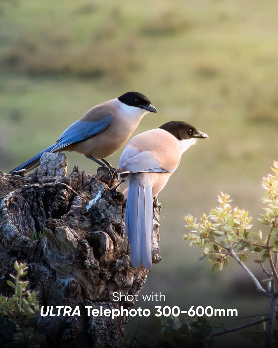 ReeflexCamera tweet picture