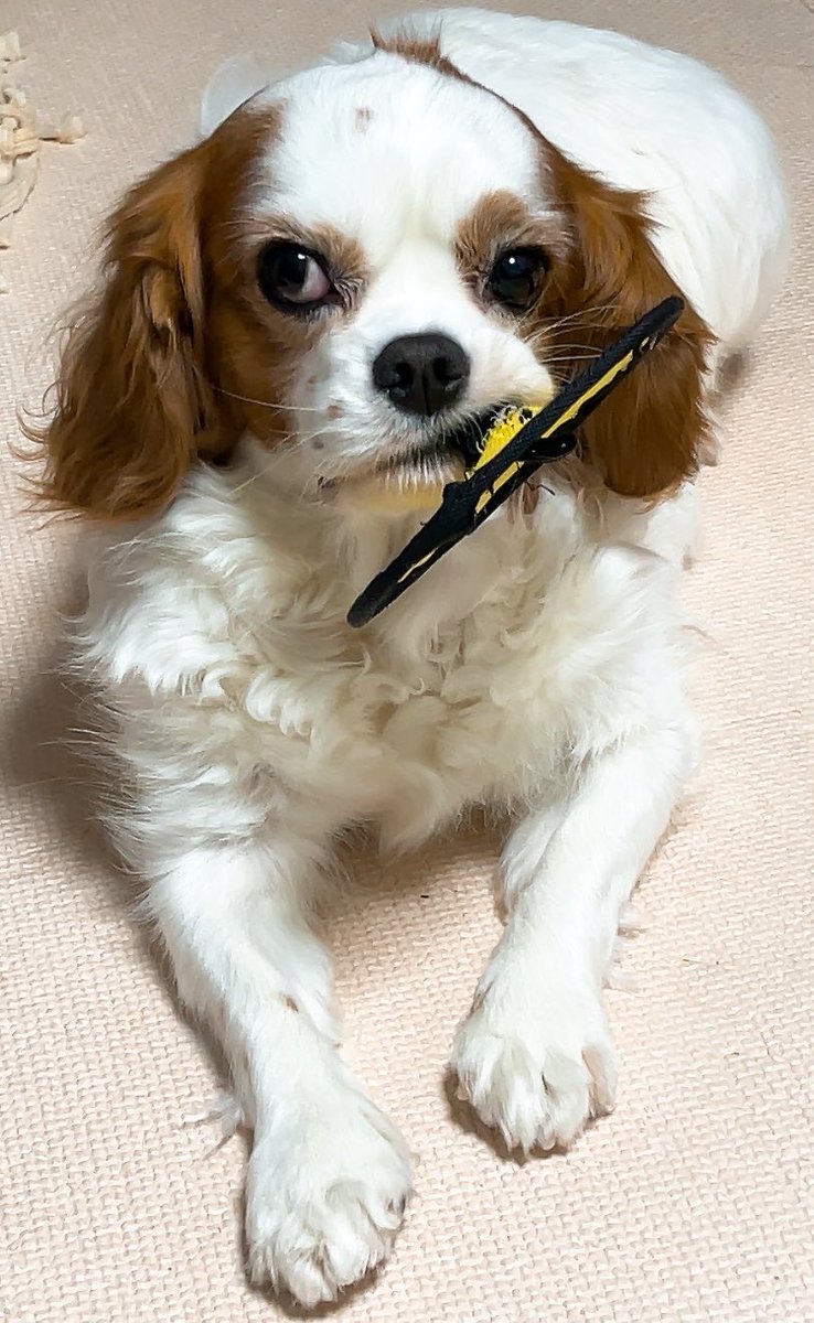 ゆり🐶飼い主(妻) tweet media