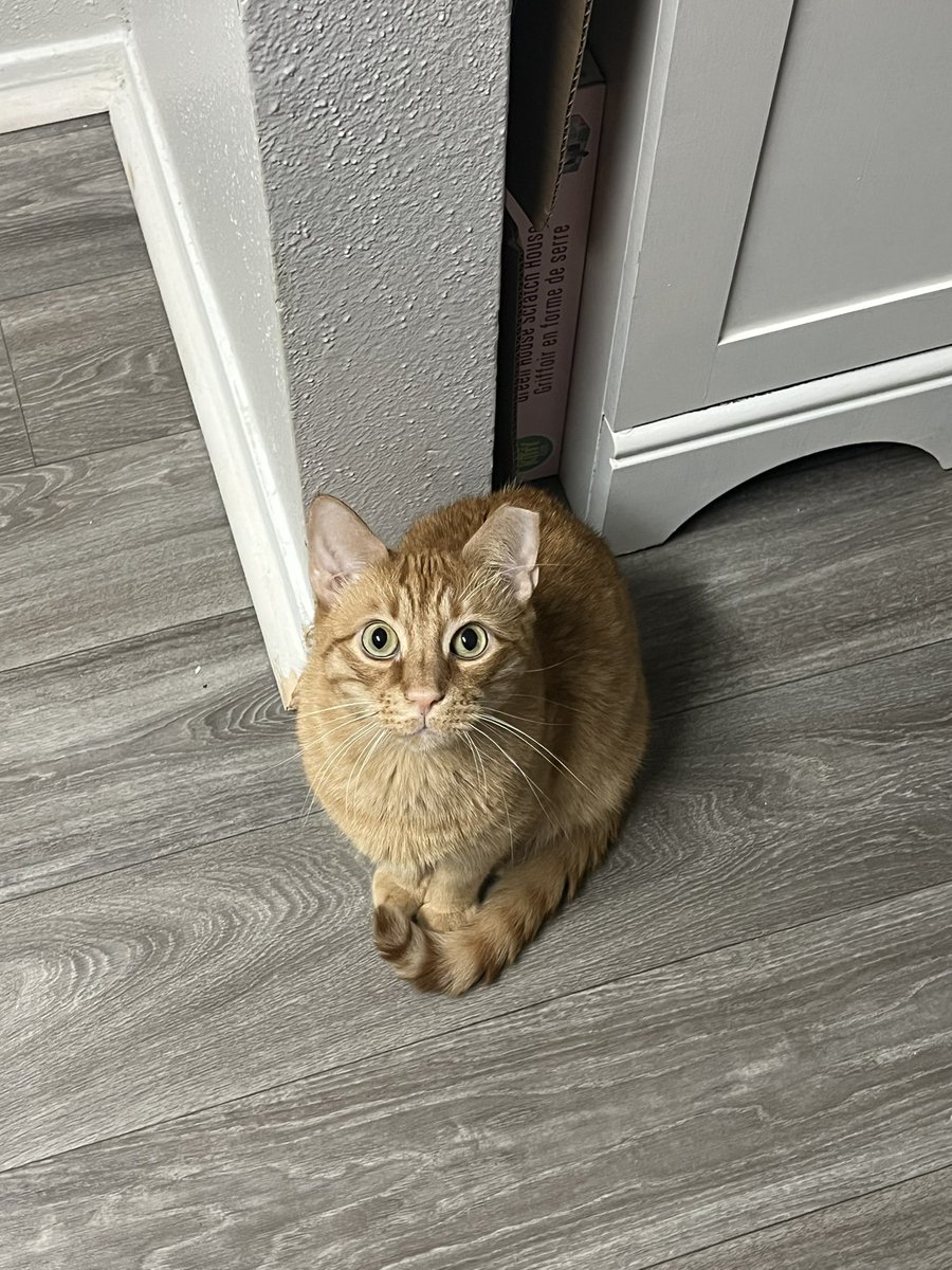 goofiestgoobie's tweet photo. i cant believe i live in the same house as this little guy https://t.co/58zqwZcY5l