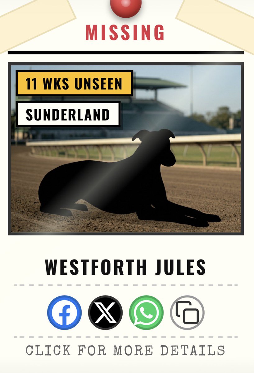 Homes4hounds1's tweet photo. Hello everyone I’m here not missing. Jules taking things really easy in her home. @GreyhoundBoard @SunderlandDogs @GeoStarkRacing https://t.co/uyQe2jzX3j