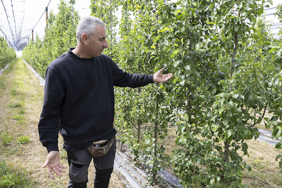 uniopagesos's tweet photo. 🍐 Demanem que investiguin les causes del mal quallat de la pera, que farà que sigui una campanya nefasta

➕També cal un pla de reconversió de les plantacions més afectades per garantir la continuïtat de les explotacions

ℹ️https://t.co/al6rOZKvIN https://t.co/PeTnn6D2ug