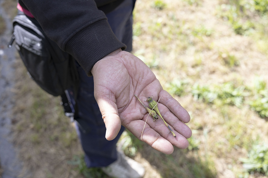 uniopagesos's tweet photo. 🍐 Demanem que investiguin les causes del mal quallat de la pera, que farà que sigui una campanya nefasta

➕També cal un pla de reconversió de les plantacions més afectades per garantir la continuïtat de les explotacions

ℹ️https://t.co/al6rOZKvIN https://t.co/PeTnn6D2ug