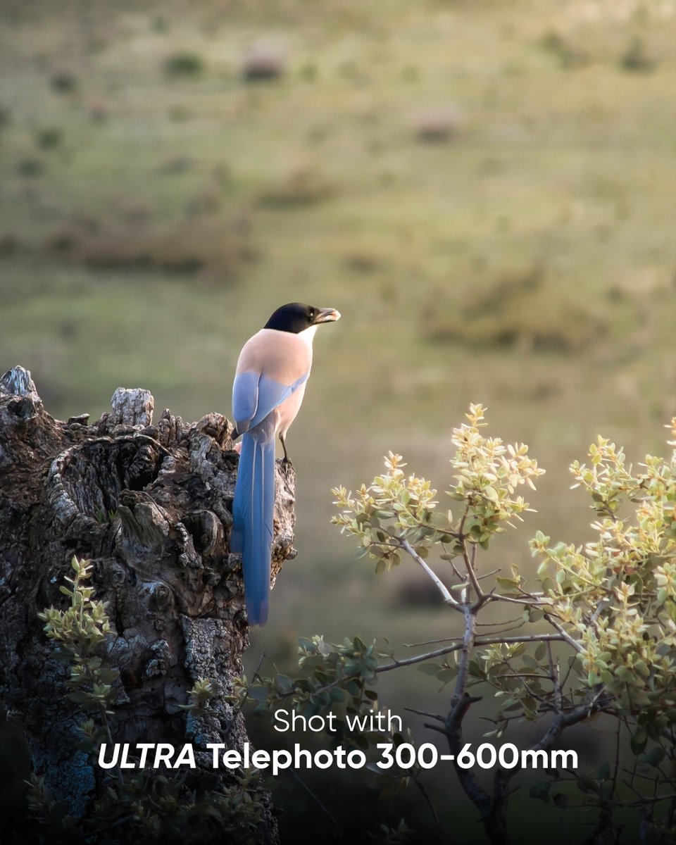 ReeflexCamera tweet picture