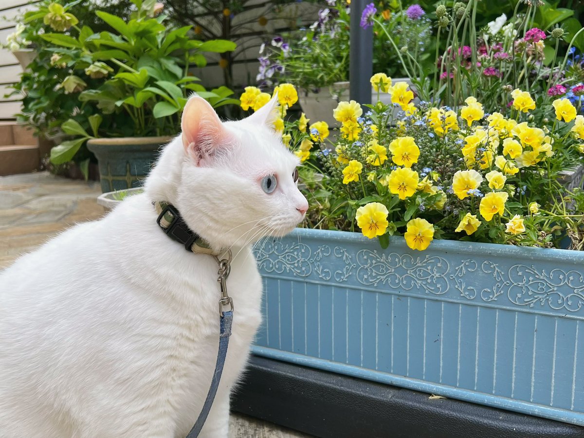 Numkangz's tweet photo. เหม่อๆ😸 https://t.co/UCr9ydcbz9