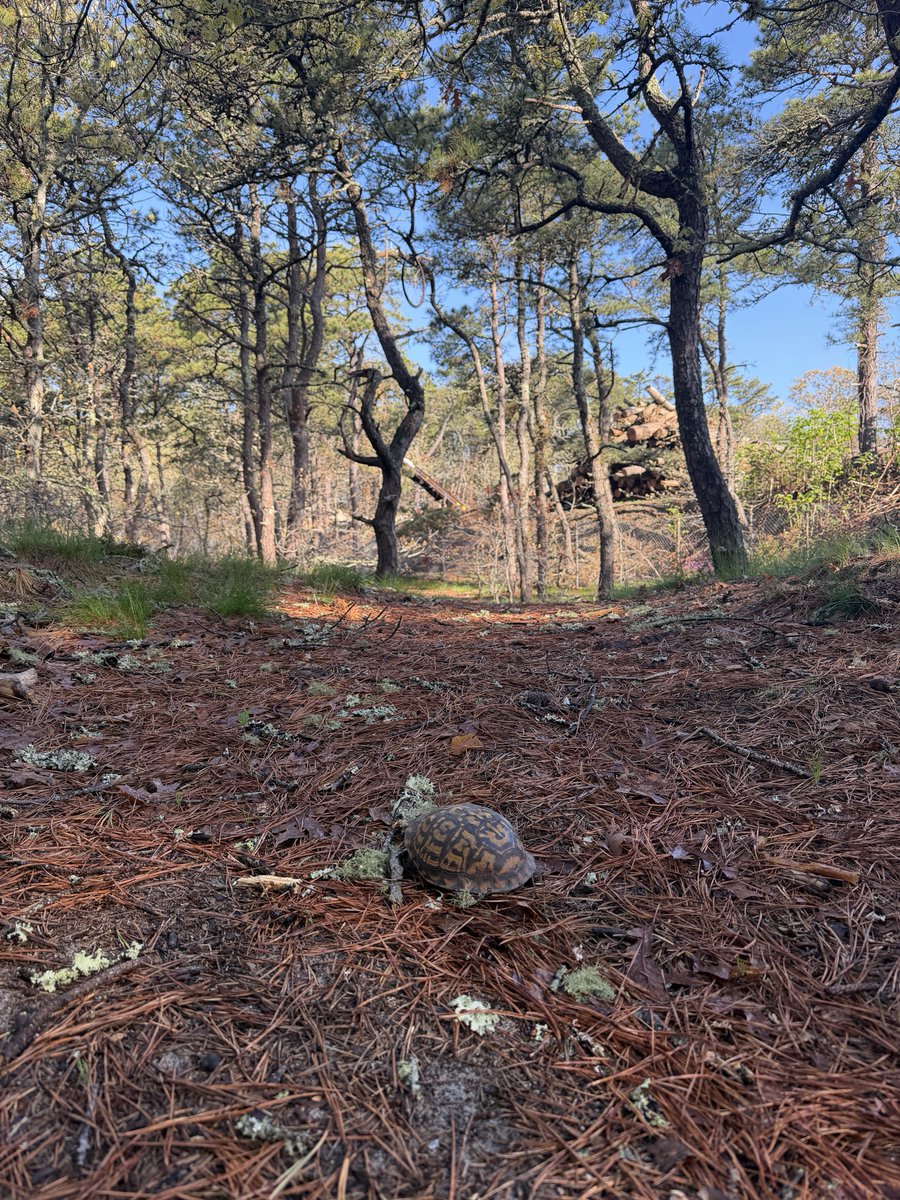 colewebdev's tweet photo. It's #NationalBikeToWorkDay and part of #NationalBikeToWorkDay is telling everyone you did in fact BIKE TO WORK today! Yep, a whopping 2.3ish miles.  Pretty happy with ourselves 😂 We saw a turtle! https://t.co/ZKgSgqp72g