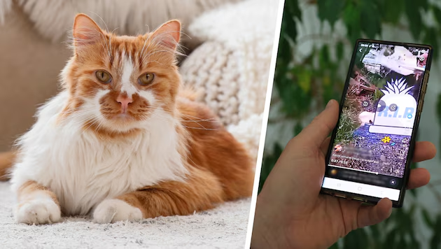 krone_at's tweet photo. Vier Männer haben eine wehrlose Katze (Symbolbild) in Brixen auf grausame Weise getötet und das auch noch gefilmt – dies hat jetzt auch negative Auswirkungen auf die Region. https://t.co/cTjrzG8XE6 https://t.co/CWe3yuGjTT