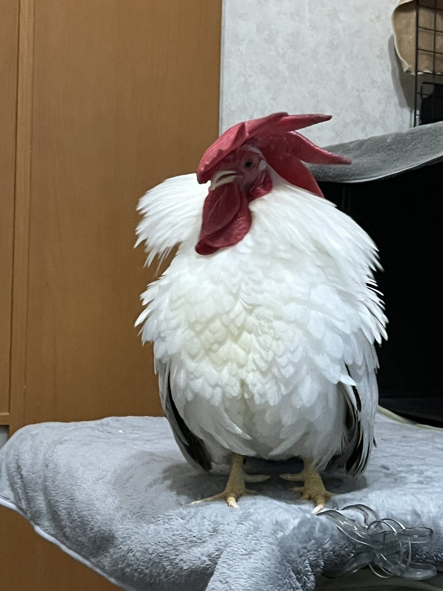 もなか四態 #チャボ #ニワトリ
