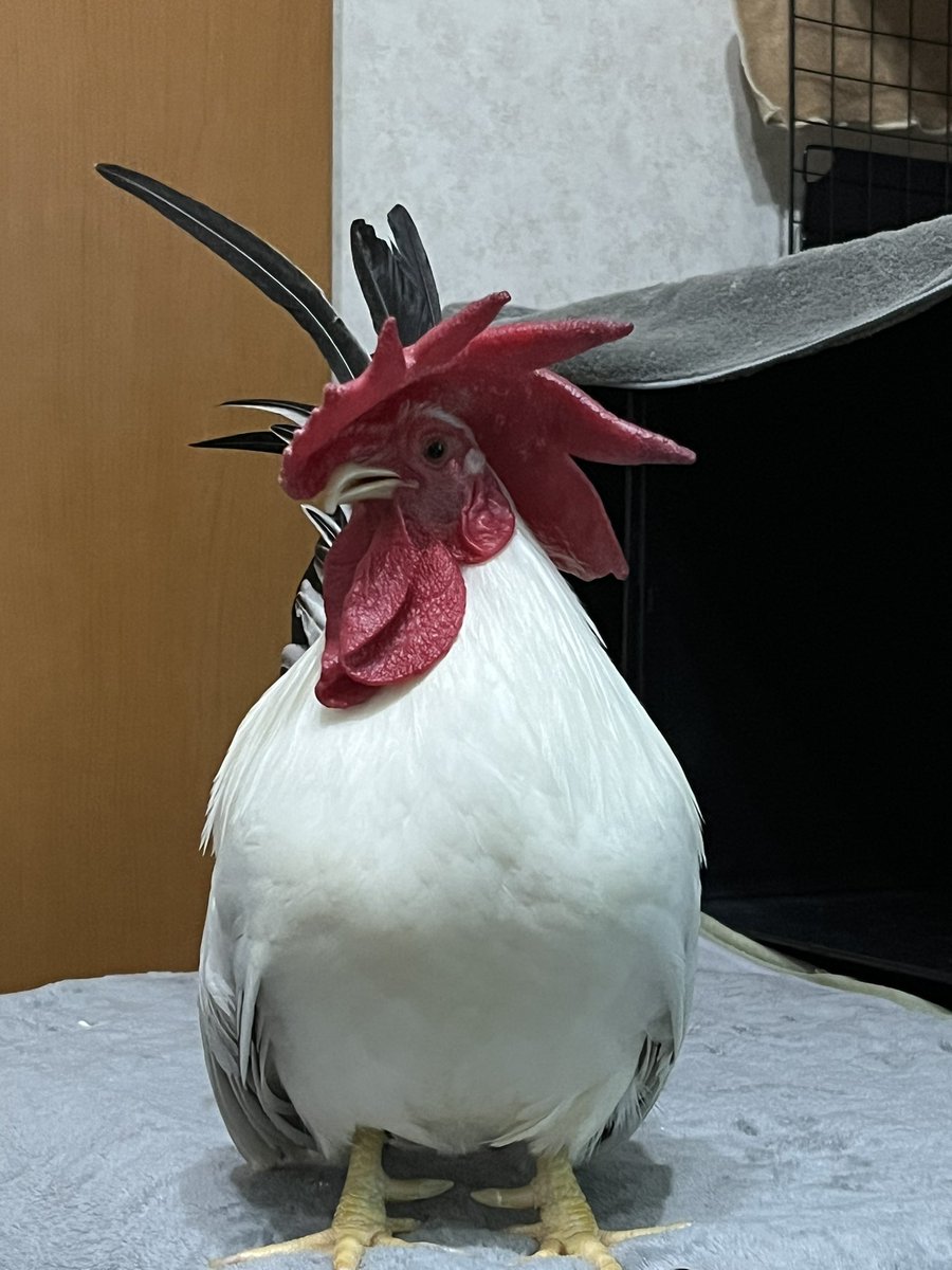 もなか四態 #チャボ #ニワトリ