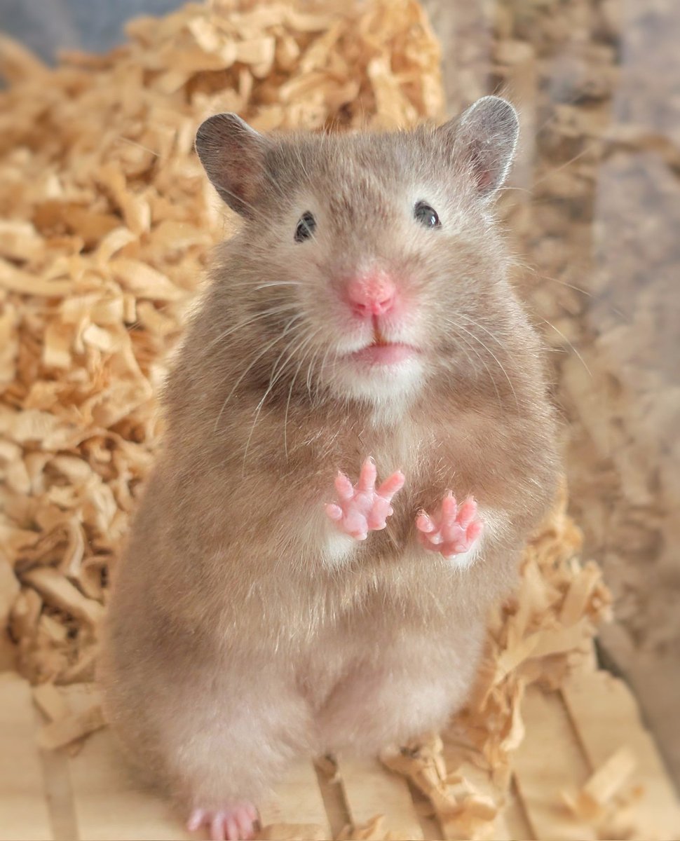 mustang_cyclone's tweet photo. （トレンドからハムスター巡りをしているみなさん…よかったらうちのコも見ていって下さい…🐹） https://t.co/nFl2g5uo1C