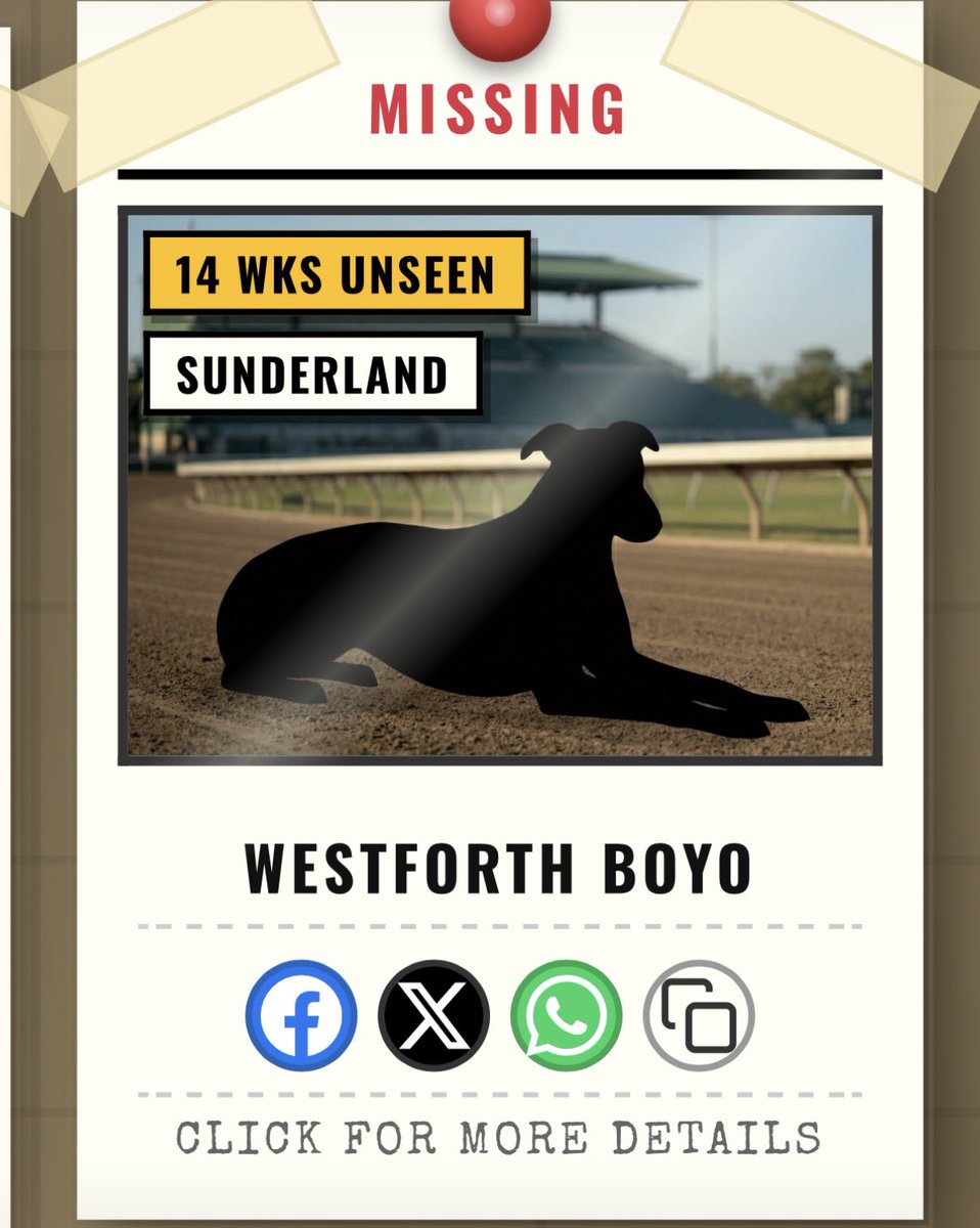 Homes4hounds1's tweet photo. Westforth Boyo will soon be MISSING his foster family as he moves off on to his forever home this weekend @GreyhoundBoard @SunderlandDogs @GeoStarkRacing https://t.co/ew9RvWpEb5