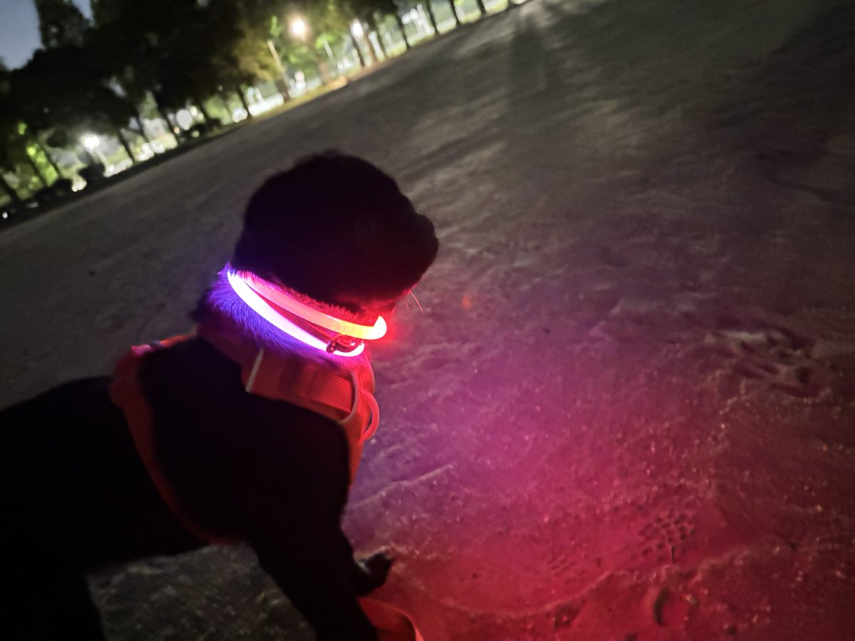 9689_87's tweet photo. エレクトリカルパグ https://t.co/zX10OOJoNt