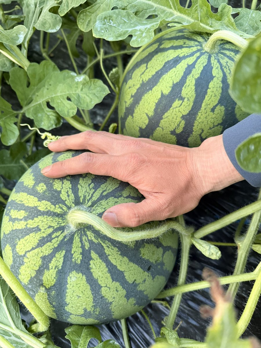 all_back_a's tweet photo. 西瓜農家始めて３年目🍉
今年も良いものできますように🙏 https://t.co/vHgdJjNUrC