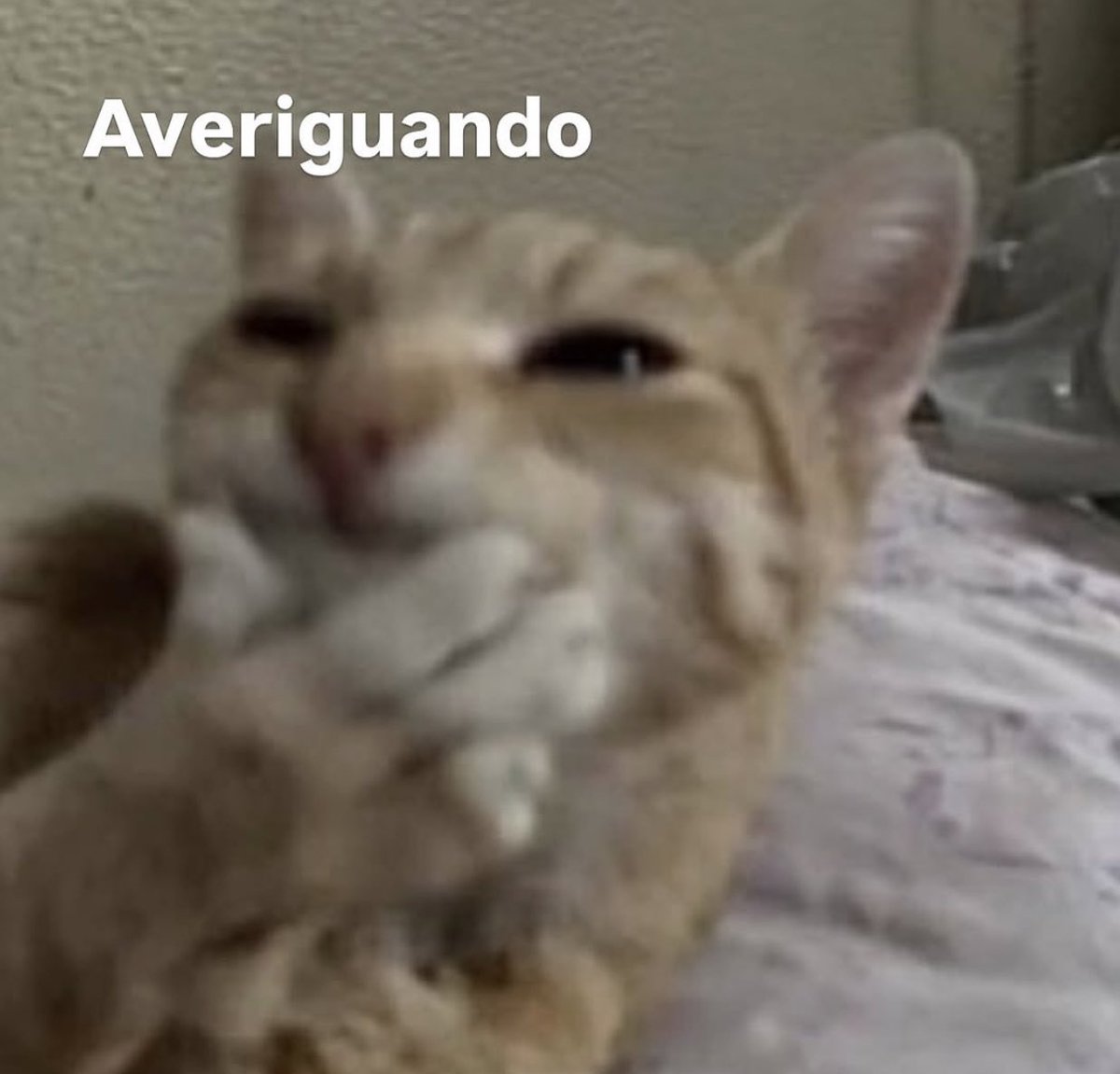 Playdododo tweet media