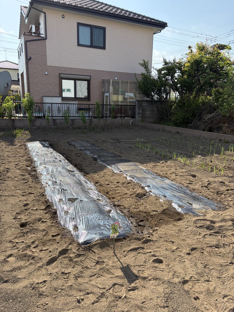 kakenukelu's tweet photo. 落花生と枝豆まいたけどはじめてマルチ使ってみた
難しい！ https://t.co/8mkSbmTWh2