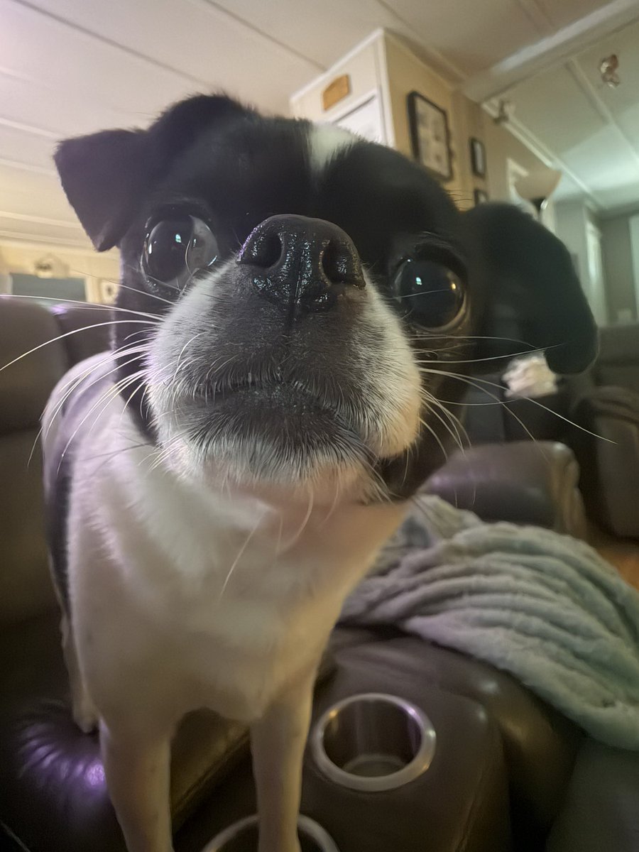 Cleo 🌈 of Hellbeasts tweet media