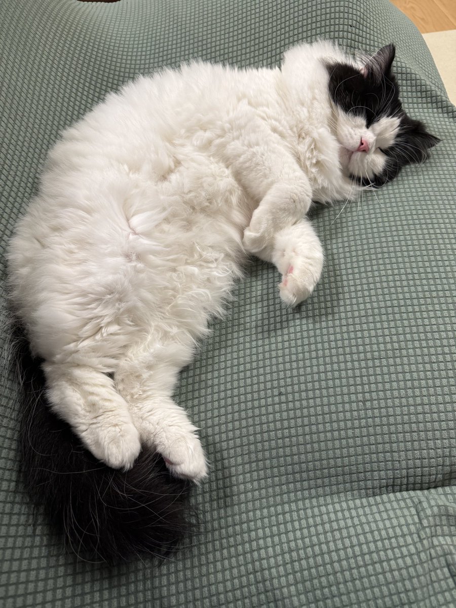 nonminnie's tweet photo. ソファに猫お化けが落ちてる https://t.co/sikmWCWAav