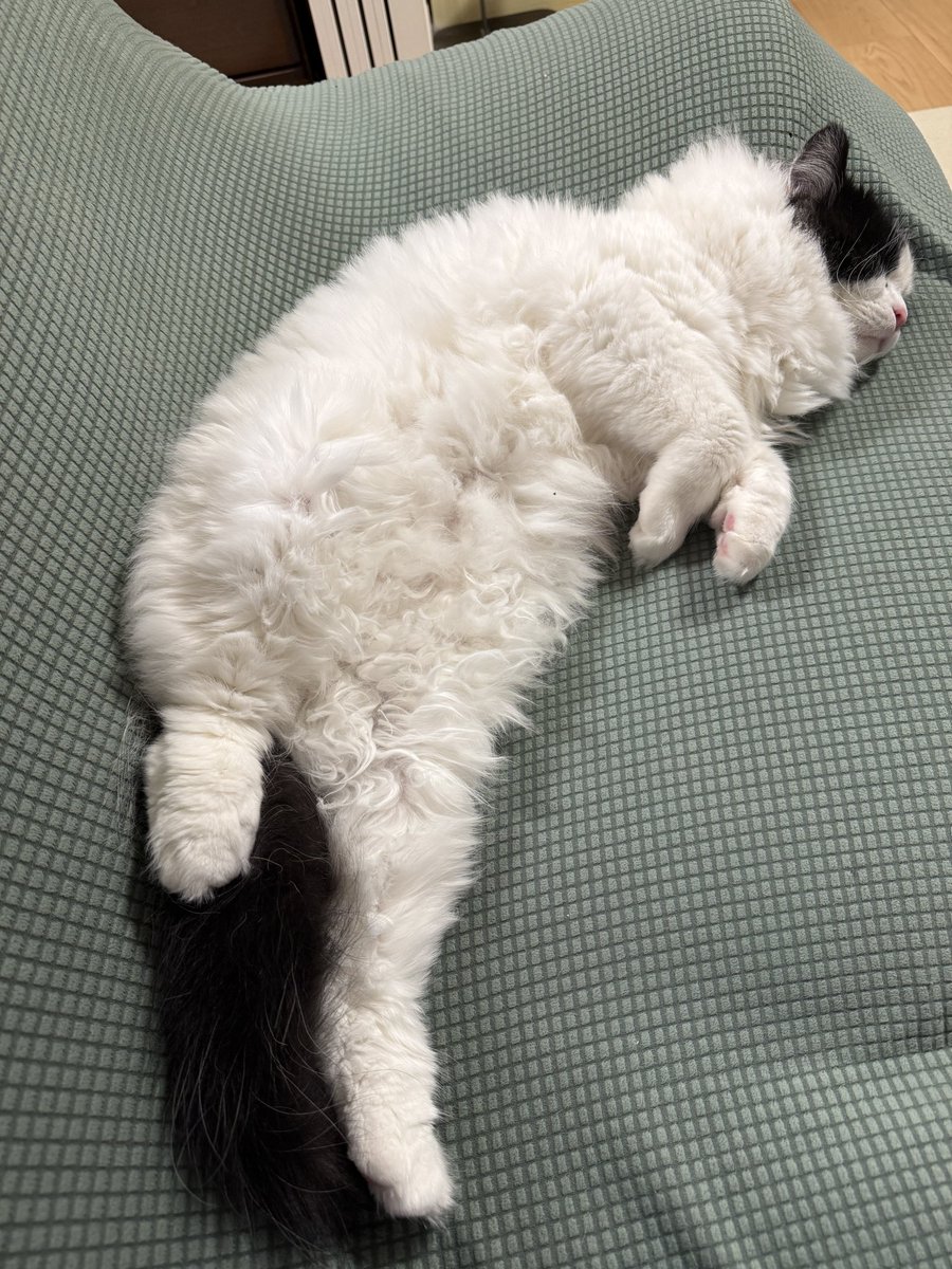 nonminnie's tweet photo. ソファに猫お化けが落ちてる https://t.co/sikmWCWAav