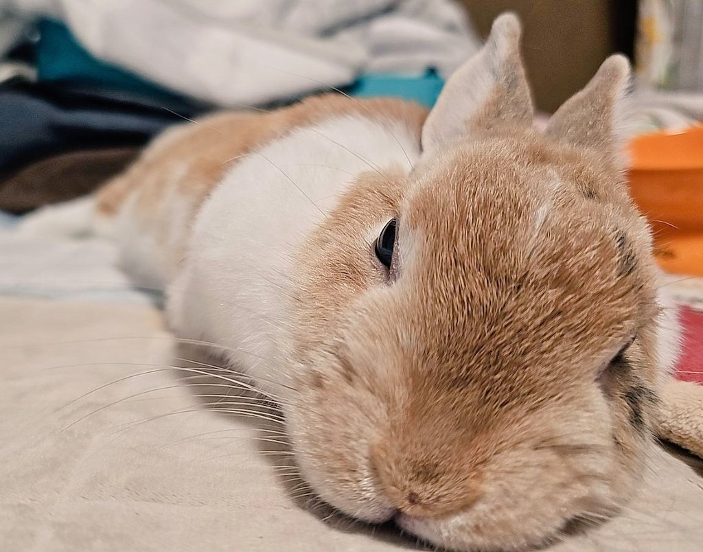 うさぎ #癒し #可愛い #可愛いは正義 #可愛いと思ったらRT #うさぎ好き