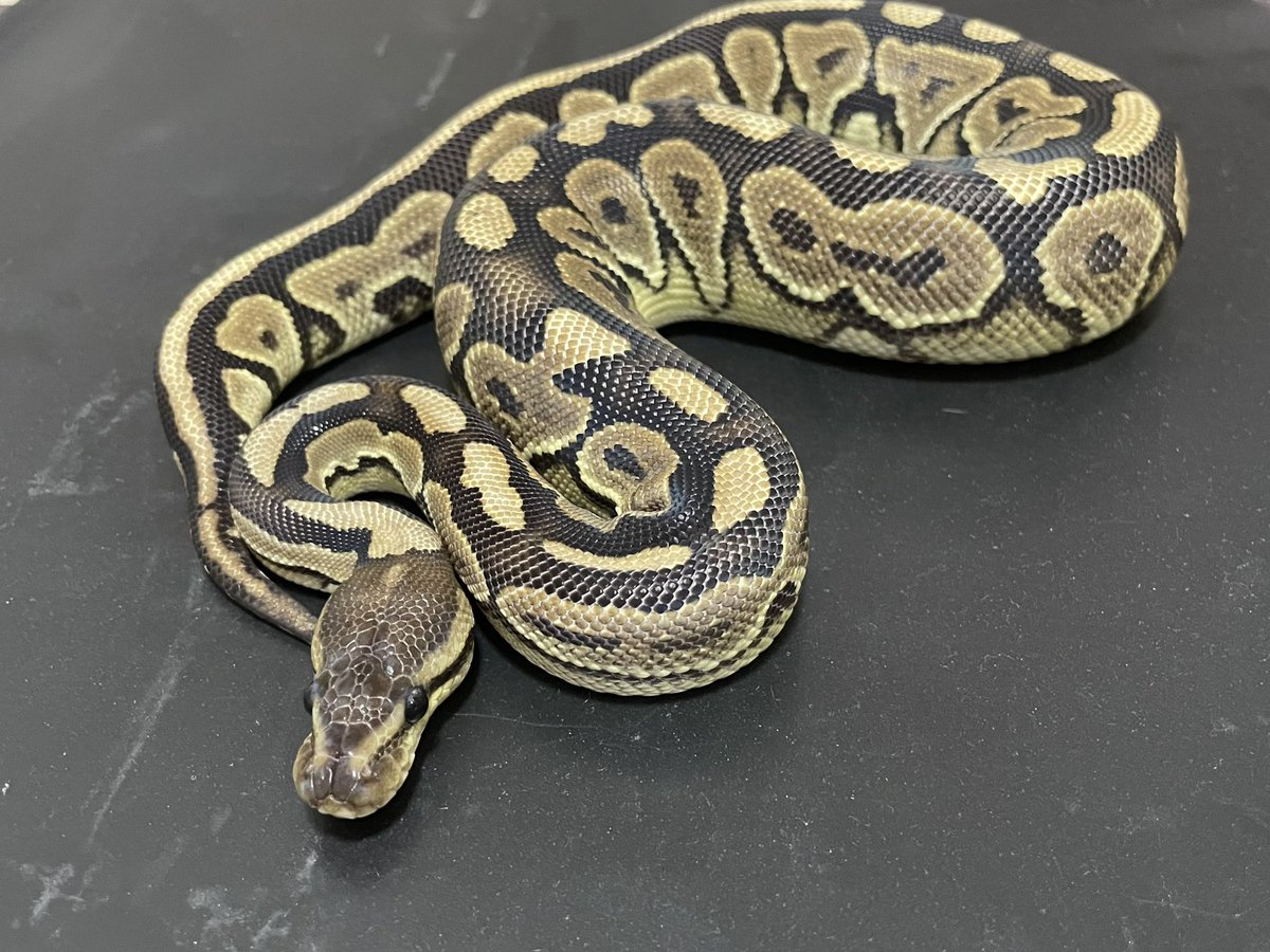 LunaticReptiles's tweet photo. δ7Ballpythonさんで
シナモンD hetパズルゴースト♀
お迎えしちゃいました^ - ^
丁寧にありがとうございました♪

@Delta7BP https://t.co/Dyx872aqRM
