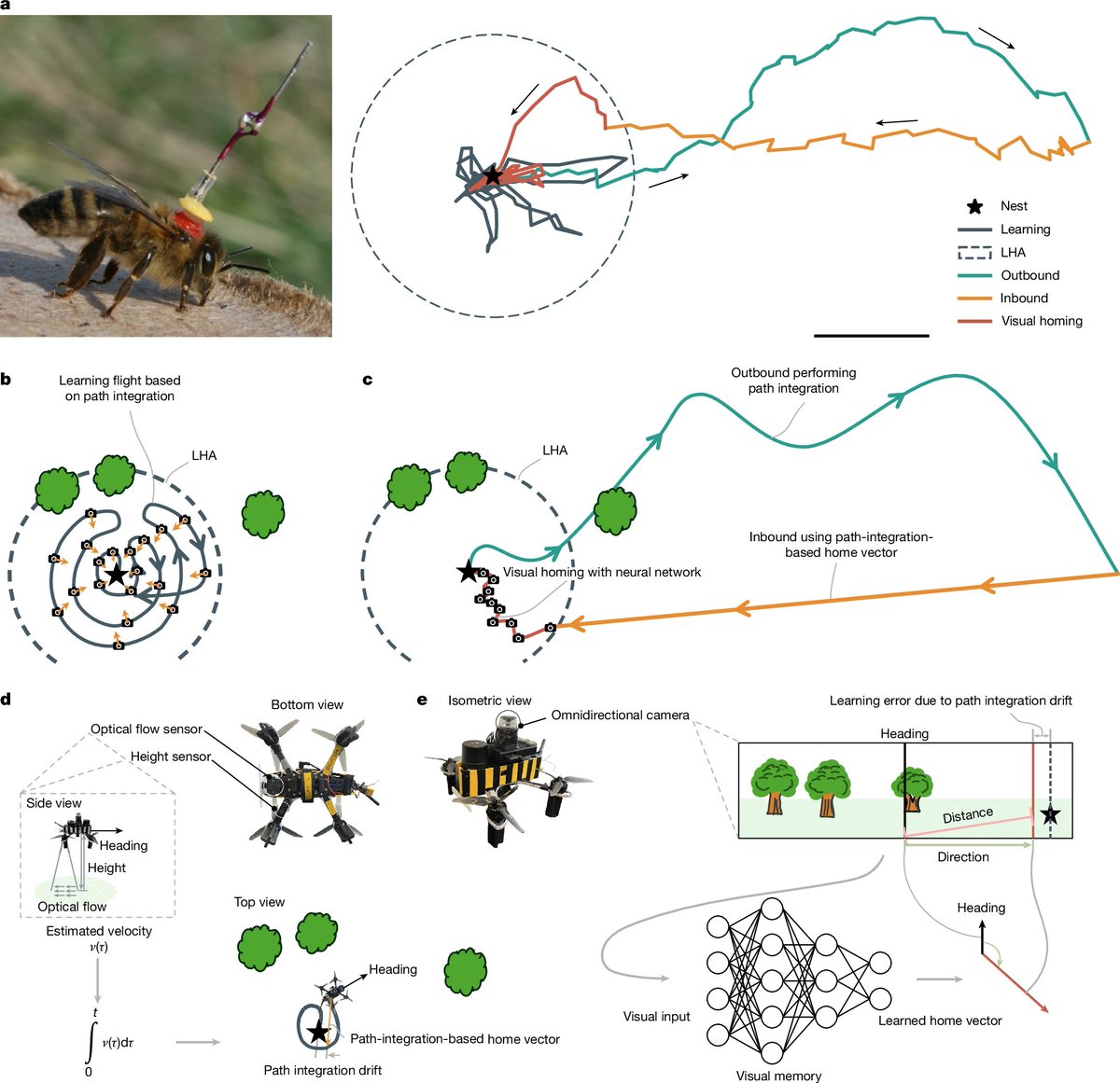 OwenGregorian's tweet photo. Tiny bee-inspired drones could soon navigate the world on their own | Knowridge

Honeybees may hold the secret to the future of drone technology.

Researchers in Europe have developed a new navigation system inspired by the way honeybees find their way home, allowing tiny drones to travel long distances while using very little memory or computing power.

The study, published in the journal Nature, was led by scientists from Delft University of Technology in collaboration with researchers from Wageningen University and Carl von Ossietzky University of Oldenburg.

The team created a navigation system called “Bee-Nav,” which copies how honeybees learn and remember their surroundings.

The goal was to help small robots and drones navigate independently without needing large computer systems or detailed digital maps.

Modern drones can already perform many impressive tasks, from inspecting buildings and monitoring crops to delivering packages.

But navigation remains one of the biggest challenges. Most drones rely on GPS or complicated mapping systems that require powerful processors, large memory storage, and a lot of energy. This makes drones heavier, more expensive, and less efficient.

Honeybees, however, solve the same problem with brains smaller than a grain of rice.

Despite their tiny brains, honeybees can fly far from their hive along winding routes and still return home successfully. Scientists believe they do this using a combination of odometry and visual memory. Odometry is a way of estimating movement by tracking direction and distance, similar to counting steps while walking. But odometry becomes less accurate over time, so bees also memorize what their environment looks like near important places such as their hive.

The researchers designed Bee-Nav around this idea. Just like a young honeybee, the robot first performs a short learning flight close to its home location. During this flight, it captures panoramic images of the surroundings. A small neural network then learns to estimate the direction and distance back home using those images.

Surprisingly, the system required extremely little memory. In some tests, the neural network used only 3.4 kilobytes of memory. Even in larger outdoor tests, the full navigation system required only 42 kilobytes, far less than traditional drone navigation systems.

The researchers tested the drones in both indoor and outdoor environments. In one outdoor experiment at the Dutch drone testing site Unmanned Valley, the drone successfully flew more than 600 meters away and still returned home. Indoor tests were highly successful, while outdoor tests in windy conditions had a success rate of about 70%.

The scientists found that strong wind made navigation more difficult because it tilted the drone and distorted the images it used to recognize its surroundings.

Even so, the researchers believe the technology has great potential. One possible use is greenhouse monitoring, where lightweight drones could safely inspect crops for pests or disease without posing risks to nearby workers.

The study may also help scientists better understand how real honeybees navigate the world. By studying insects more closely, researchers are discovering that nature may already contain elegant solutions to some of technology’s biggest problems.

https://t.co/dy9nY7Ezzj
