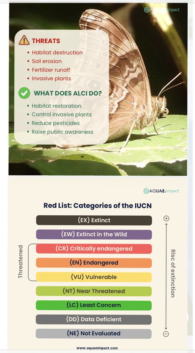 Aquaeimpactorg's tweet photo. The endangered Tamil Treebrown (Lethe drypetis) survives only where forests still function its disappearance is a warning signal we canโt ignore.
Restoring ecosystems through ALCI isnโt just conservation itโs rebuilding the living systems that sustain life.
#AQUAEImpact #ALCI https://t.co/cKP4p4Op5E