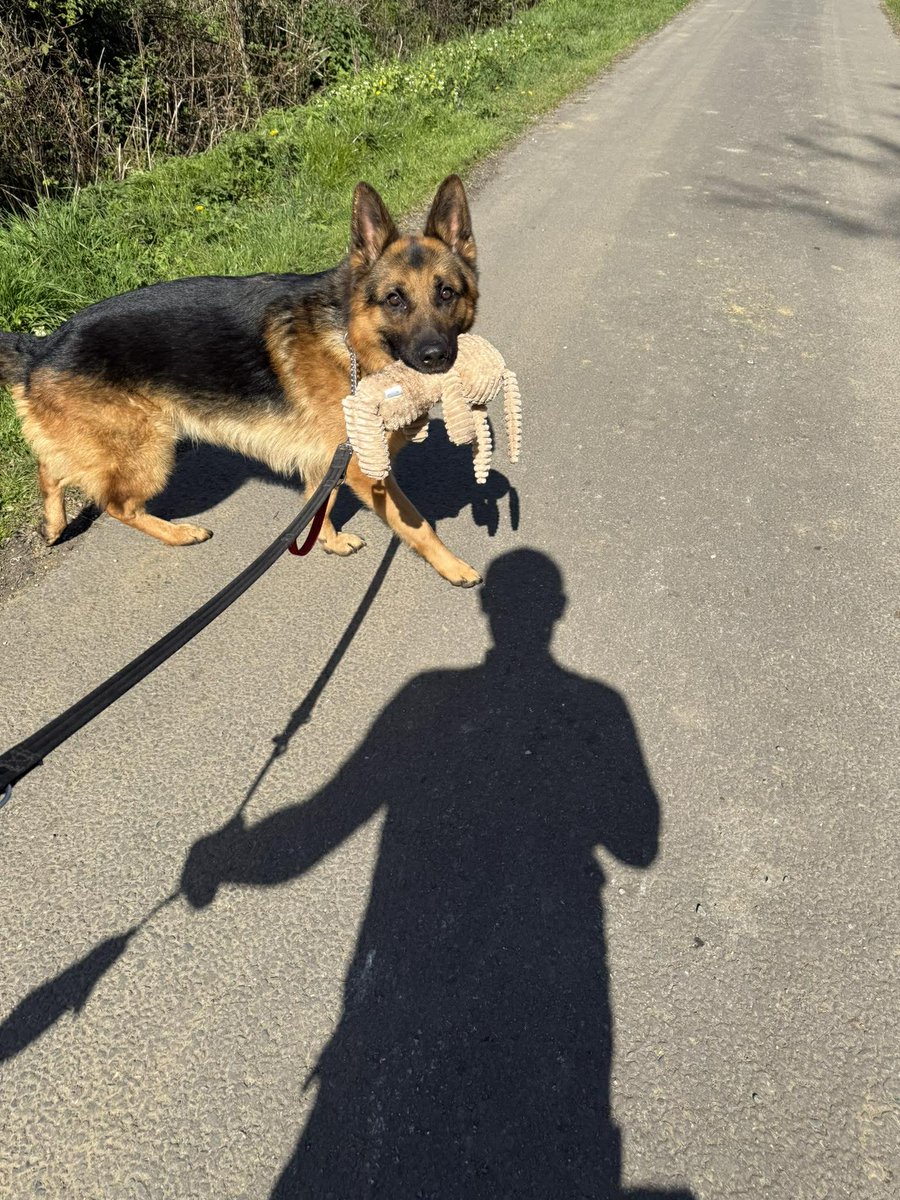 German Shepherd Rescue Elite ( GSRE ) tweet media